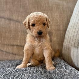 Annie - Cream female Goldendoodle puppy in Fayetteville, Arkansas from Mountain Grove Doodles