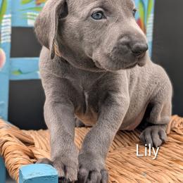 Lily - Blue female Weimaraner puppy in Evart, Michigan from Drehbar Weimaraners