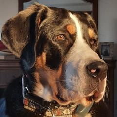 Greater Swiss Mountain Dogs from SKYLINE SWISSYS