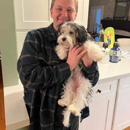 Shorkie All Grown Up from Roover's Oklahoma Shorkies