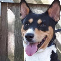 Basenjis from Sherwood Basenjis