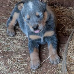 Girl 2 - Blue speckled female Australian Cattle Dog puppy in Choctaw, Oklahoma from Karen Elliott
