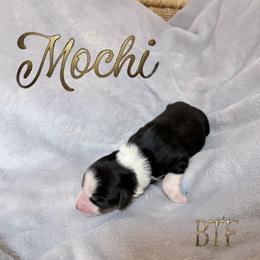 Mochi - Black tri female Miniature American Shepherd puppy in Olympia, Washington from Shamayim Shepherds