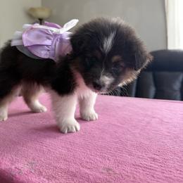 Australian Shepherd puppies from Lilyoaks Australian Shepherds