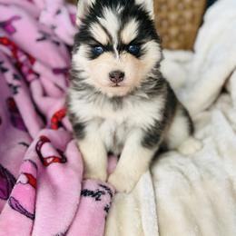 Pawda - Black and white female Pomsky puppy in Yavapai County, Arizona from Pawsh Pomskies