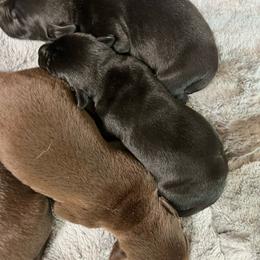 Boy 1 - Chocolate male Labrador Retriever puppy in Jacksboro, Texas from J and D Retrievers