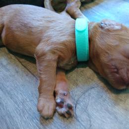 Labradoodle Puppies from Sakura Pups