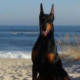 Doberman Pinschers from Adara Dobermans