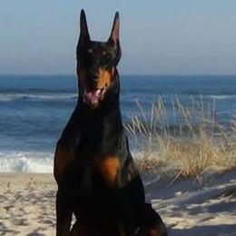 Doberman Pinschers from Adara Dobermans