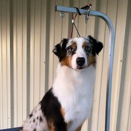 Girlfriend - Australian Shepherd