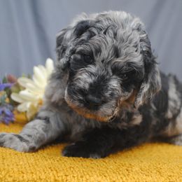 Goldendoodle puppies from Obsidian Creek Doodles LLC