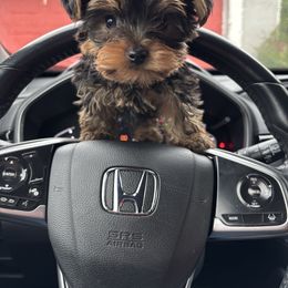 Jack - Black and tan male Yorkshire Terrier puppy in Ocala, Florida from Yorkie  And Shih Tzu Love