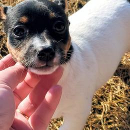Teddy Roosevelt Terrier Puppies from Travelin' Man Terriers