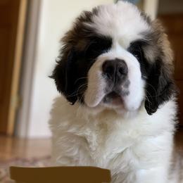 Saint Bernard Puppies from Thunder Keg St. Bernards