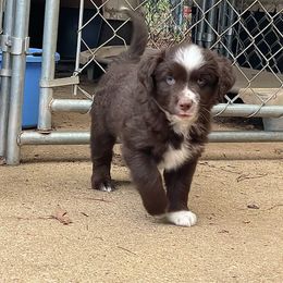 Pippin - Red male Miniature American Shepherd puppy in Eclectic, Alabama from Solid Rock Miniature American Shepherds