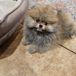 Pomeranian Puppies from Rebecca Mendoza