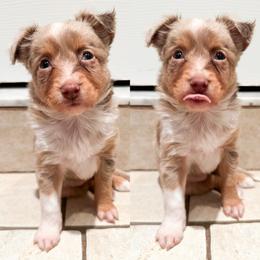 Red Merle female 2 - Red merle female Toy Australian Shepherd puppy in Brooker, Florida from Honey, I Shrunk the Aussies
