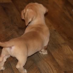 Goldie - Cream male Dachshund puppy in Searcy, Arkansas from Sykes Pups