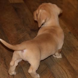 Goldie - Cream male Dachshund puppy in Searcy, Arkansas from Sykes Pups