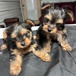 Precious (click pic) - Chocolate, tan and white female Yorkshire Terrier puppy in Kingston, Oklahoma from Lake Life