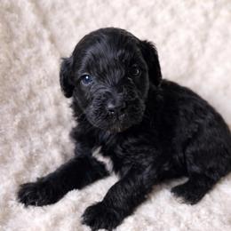 Knox - Parti male Goldendoodle puppy in Warrensburg, Missouri from Supreme Doodles