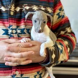 Boy 1 - Blue male Italian Greyhound puppy in Sugar Valley, Georgia from Pinnacle Farm and Kennel