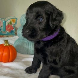 Giant Schnauzer Puppies from JAMG Schnauzers