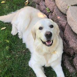 Adele - Golden Retriever