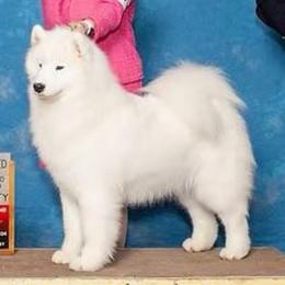 Frances - Samoyed