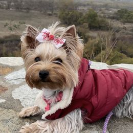 Biewer Terrier and Yorkshire Terrier Puppies from York Town California
