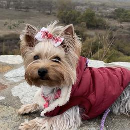 Biewer Terrier and Yorkshire Terrier Puppies from York Town California