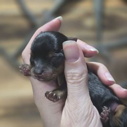 Boy 2 - Black and tan male Yorkshire Terrier puppy in Craig, Colorado from Yampa Valley Yorkies