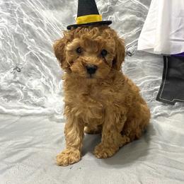 Poodle Puppies from Paige & Adele Poodles