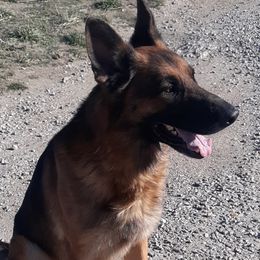 German Shepherds from Wolf Creek German Shepherds