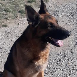 German Shepherds from Wolf Creek German Shepherds