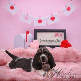 Jake Sully - Black and brown male Basset Hound puppy in Surprise, Arizona from Howlin Hounds