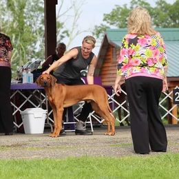 Rhodesian Ridgeback Puppies from Supernova Ridgebacks