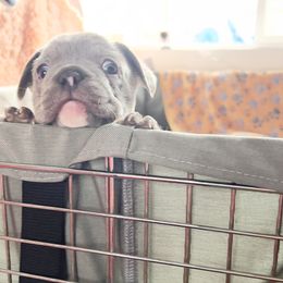 French Bulldog Puppies from Furchildbreeds