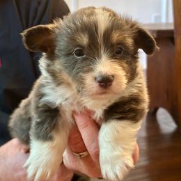 Orange Collar Boy Alfie - Black and tan male Pembroke Welsh Corgi puppy in Paris, Kentucky from Flat Run Corgis