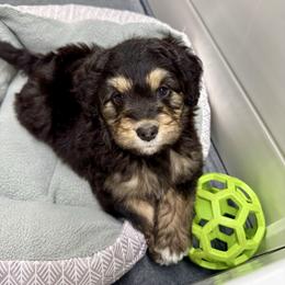 Velvet - Black tri-color female Aussiedoodle puppy in Heber City, Utah from Junipersdoodles