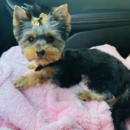 Yorkshire Terrier All Grown Up from Nikki’s Yorkies