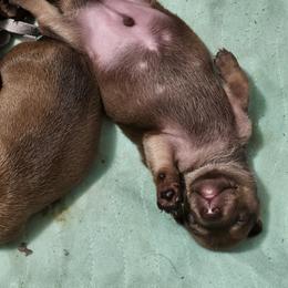 Dachshund Puppies from Wayward Home Dachshunds