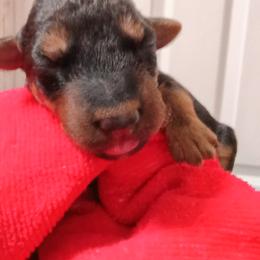 Airedale Terrier Puppies from Black Opal