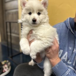 Pomsky Puppies from Ponderosa Pomskies