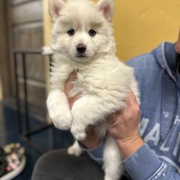 Pomsky Puppies from Ponderosa Pomskies