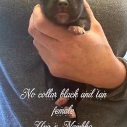 No collar - Black and tan male German Shepherd puppy in Canterbury, Connecticut from Nachtwaechter German Shepherds, LLC