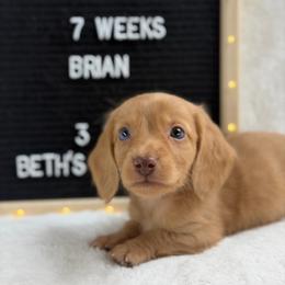 Brian - Cream male Dachshund puppy in Dickinson, Texas from Beth’s Doxieland