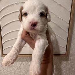 Male 1 - White male Cavapoo puppy in Sacramento County, California from Sac-Town Poodles and Doodles