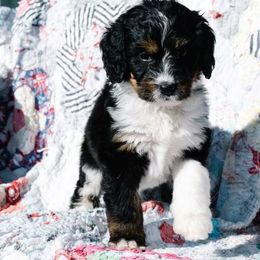 Clover - Tri-color female Bernedoodle puppy in Grove, Oklahoma from Grand Lake Poodles & Doodles