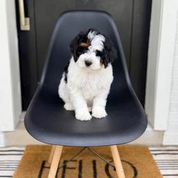Mario- red collar male - Tri-color male Bernedoodle puppy in Salt Lake County, Utah from Coco Avenue Pups